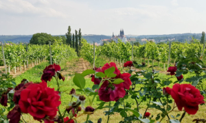 Natur erleben